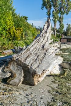 A view of a large driftwood tree stump.