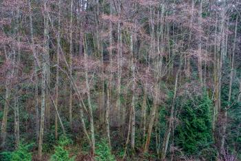 A backgrund shot of tree in January. Shot taken in Burien, Washington.