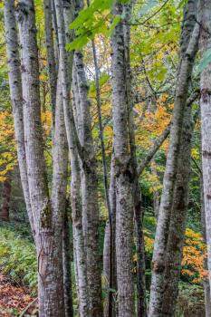 Closeup shot of Birch Trees.
