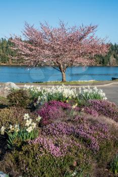 A view of a blooming Cherry tree and garden on the shore of Lake Washington.