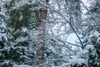Fresh snow clings to tree branches somewhere in the Pacific Northwest.