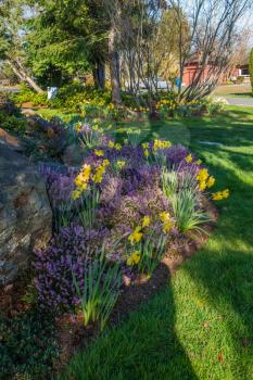 A garden with purple Heather and yellow Daffodils.