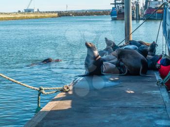 Sea Lions lay in a pile on a pier in Westport, Washington.