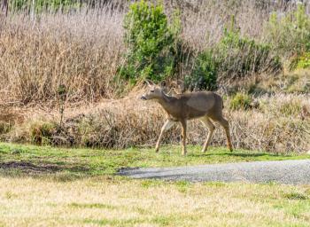 A deer strolls in a neighbory of Long Beach, Washington.