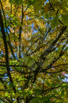 A background shot of tree limbs with utumn leaves.