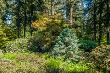 A landscape shot of a forest with plants in Federal Way, Washington.