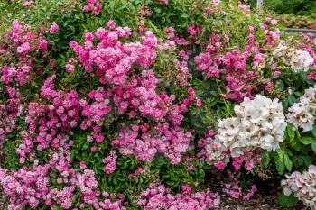 A background shot of pink and white flowers.
