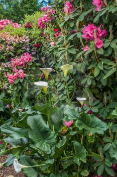 A closeup shot of pink Rhododendrons and white Calla Lillies.