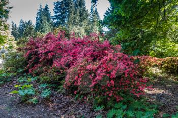 A view of a sprawling red Rhododendron flower bush in Federal Way, Washington.