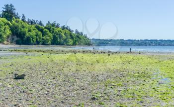 An extreame low tide at Saltwater State Park in Des Moines, Washington.