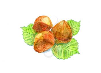 Hazelnut fruits with leaves, drawn with colored pencils. To print on napkins, cushions, bags, printing on T-shirts, covers smartphones, soaps, cosmetics packaging