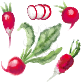 SET red Radish with leaf. Hand drawn watercolor painting on white background. Vector illustration