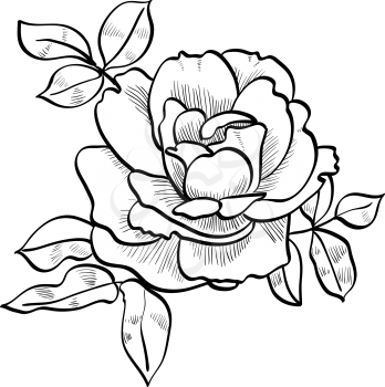 pencil sketch of the rose
