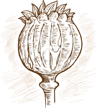 Opium poppy, Papaver somniferum. Hand drawn vector