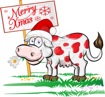 cow Santa Claus with merry christmas signboard. Isolated  illustration.