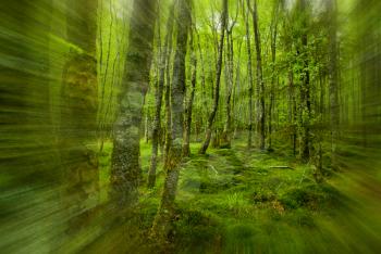 forest, Killarney National Park, County Kerry, Ireland