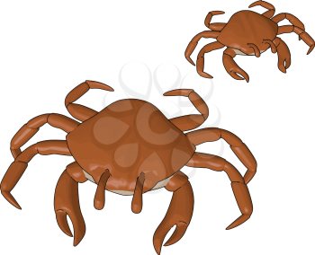 Crabs body is covered by exoskeleton Pincers are their weapons Normally eaten whole including the shell but in some lobster only claws and legs vector color drawing or illustration