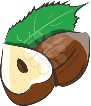 Cartoon vector illustration of a hazelnut cutted in a half with a leaf on white background 