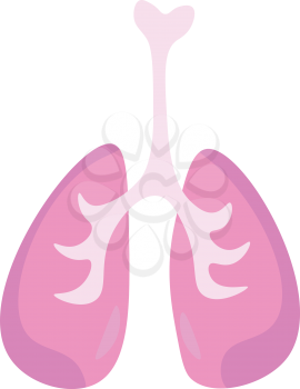 An internal organ forming major part of respiratory system known as lungs vector color drawing or illustration 
