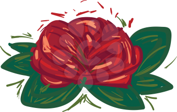 A rose flower on green leaf base vector color drawing or illustration 