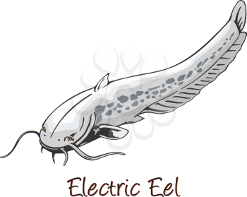 Electric Eel, Color Illustration