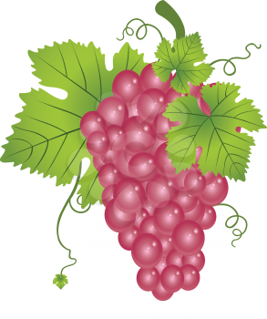 Red Grapes, Fruit Bunch, with Leaves and Vines, vector illustration