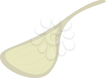 Single clove of garlic vector or color illustration