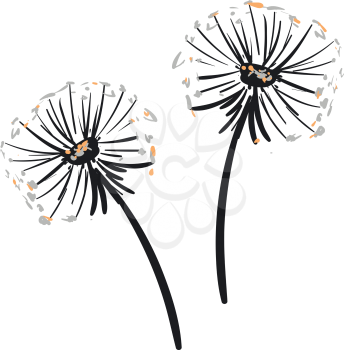 Two dandelions in black with grey and orange tepals vector color drawing or illustration 