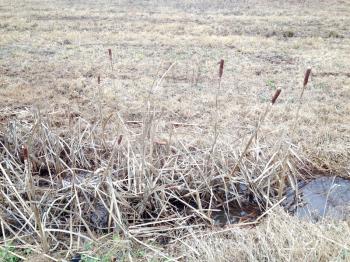 Marsh with water cat tails reed cold winter day wetland countryside