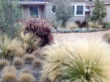 Home landscaping drought heat tolerant plants desert design