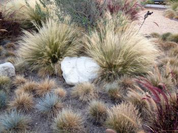 Home landscaping drought heat tolerant plants desert design closeup
