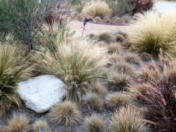 Home landscaping drought heat tolerant plants desert design closeup