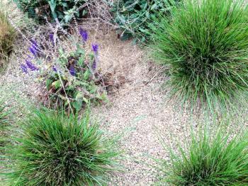 Drought tolerant green plants in garden with stone landscaping like desert flora