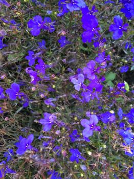 Bright Purple violet flowers bloom in field on summer day