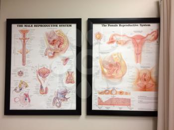 Male and female reproductive system diagrams framed on doctors office wall
