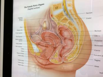 Female reproductive illustration brochure at OBGYN medical doctor office