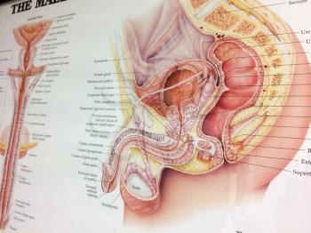 male reproductive illustration brochure at medical doctor office in color
