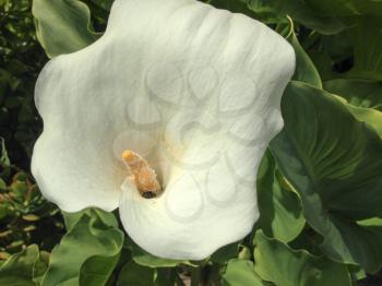 white calla lily beauty shot home garden backyard yellow pistil