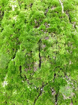 green moss on stone light green and purple