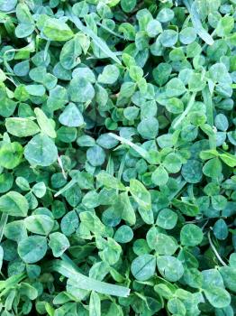 Green clover field carpet ground cover on sunny day
