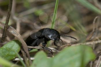 Devil's coach-horse beetle (Ocypus olens). Valverde. El Hierro. Canary Islands. Spain.