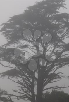 Monterey cypress (Cupressus macrocarpa) in the fog. Valverde. El Hierro. Canary Islands. Spain.