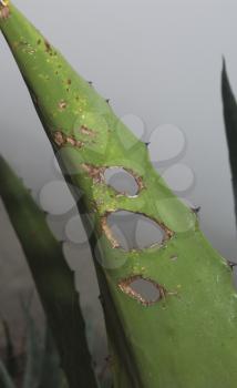 American Agave (Agave americana) leaf with holes. Valverde. El Hierro. Canary Islands. Spain.