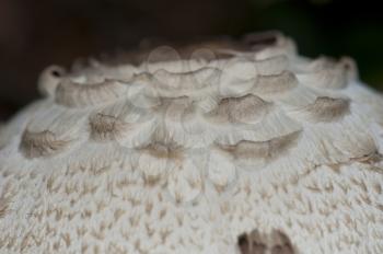 Cap detail of a shaggy parasol (Chlorophyllum rhacodes). Integral Natural Reserve of Mencafete. Frontera. El Hierro. Canary Islands. Spain.
