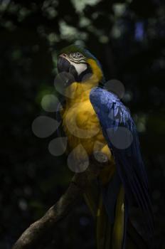 Hight contrast portrait of blue-and-yellow macaw in Brazil