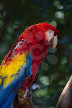 Scarlet macaw portrait on bokeh background