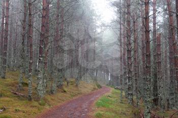 Autumnal forest in Cairngorms National Park showing a walking trail