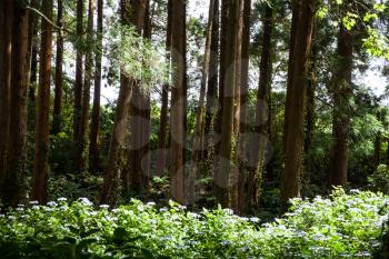 Forest on Faial Island, Azores, Portugal