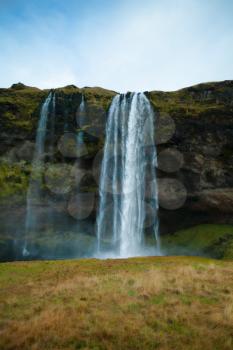 Seljalandsfoss waterfall surrounded by Angelica in summer, Iceland. South Iceland, Route 1