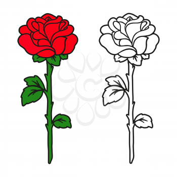 Rose flower. Coloring book page for kids and adults. Cartoon style. Vector illustration isolated on white background.